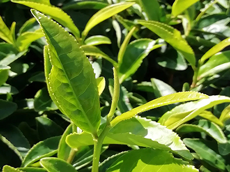 Почему терруар важен для качества премиального порошка матча?